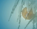 Christmas Wallpapers 54